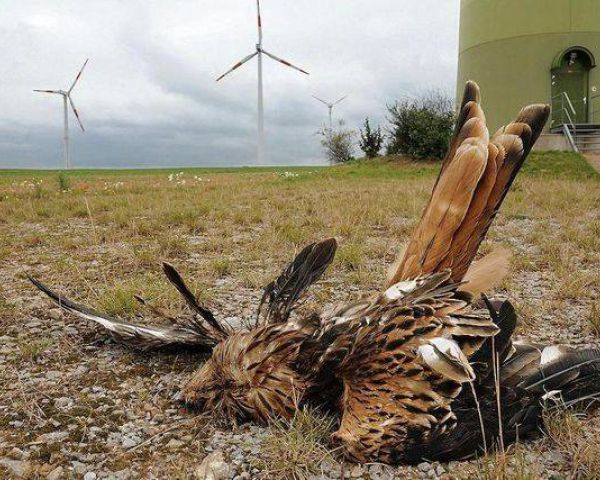 Der Vogelschlag bei Windkraftwerken ist leider eine traurige Realität