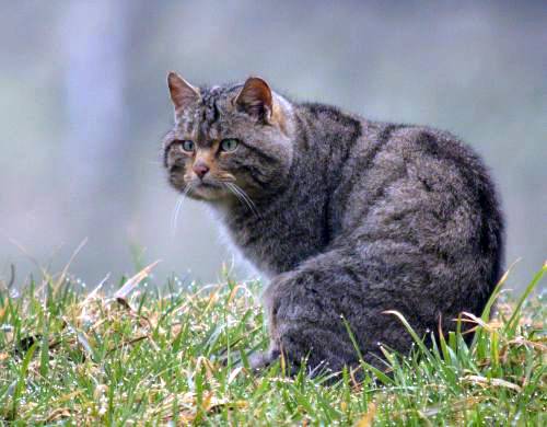 Die Wildkatze jagt zu 90% Mäuse im Wald und auf den offenen Wiesen im Jura. Sie ist durch die frühere Jagd äusserst scheu und lebt im Verborgenen.
