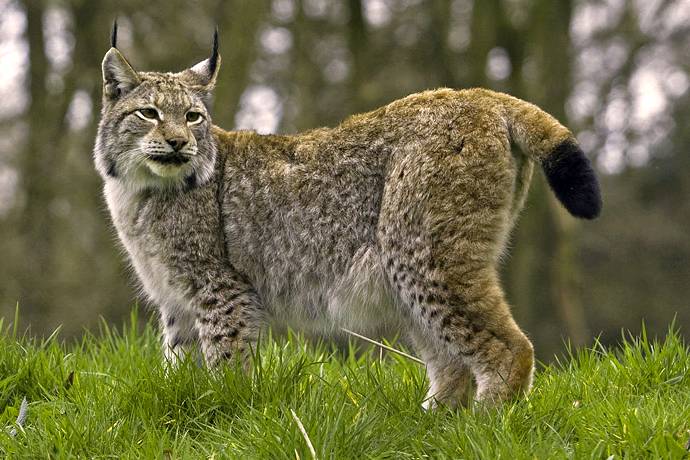 Der Luchs ist ein seltener Gast im Gebiet rund um den Chall, der auf massive Störungen mit Abwanderung reagiert